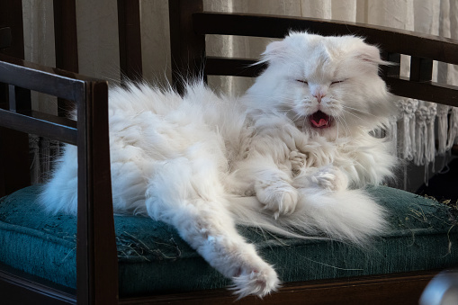 Scottish fold long hair cat and Persian cat mixed Persittish kitten yawning