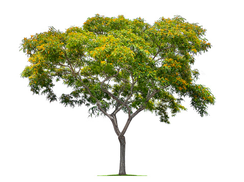 A golden rain tree isolated on a white background.