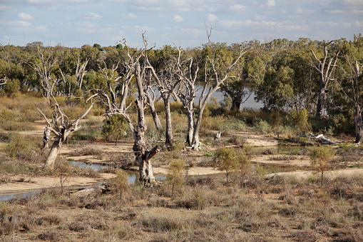 Countryside and wilderness along the Murray River