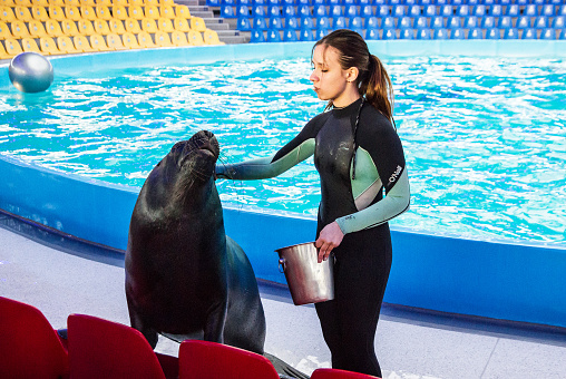 Kiev, Ukraine - May 30, 2022: Seal feeding girl, show in dolphinarium