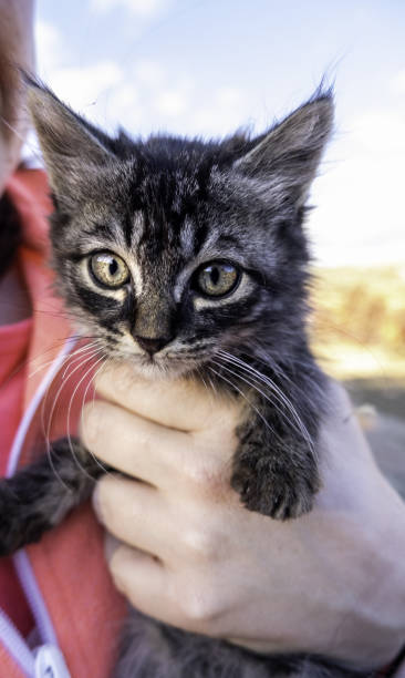 istock Abandoned cat puppy 1401193825