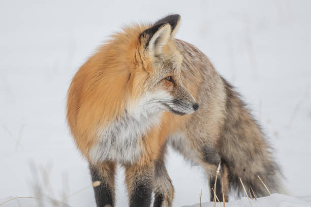 istock Red Fox standing in snow as it pauses the hunt for lunch 1401193948