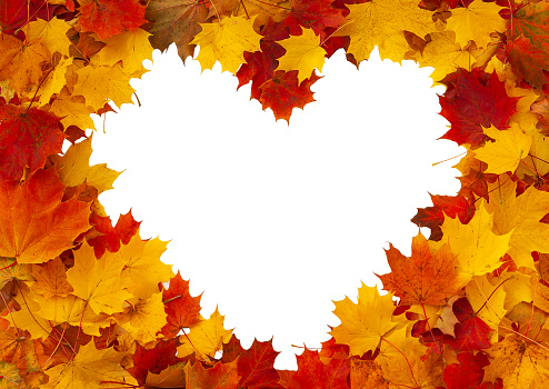 Cheerful heart-shaped frame of red, yellow and orange autumn maple leaves isolated on white. Autumn maple leaves.
