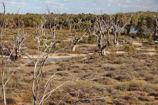 Eucalyptus Trees and Dry Grass