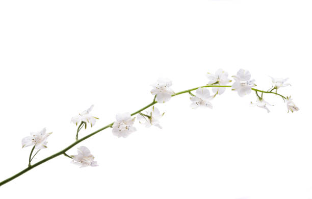 istock perennial delphinium isolated 1401195931