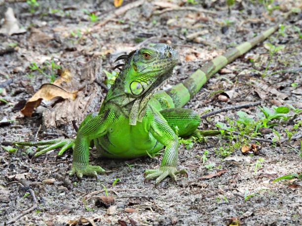 istock Green Iguana (Iguana iguana) resting in the wetlands 1401196017