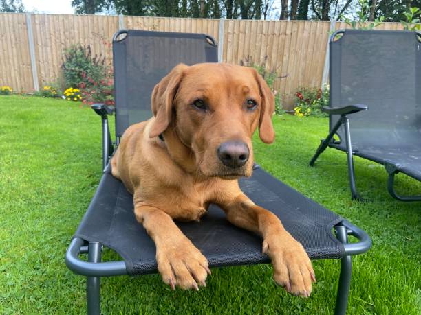istock Sunbathing in the garden 1401196277