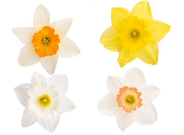 istock narcissus flower isolated 1401196345