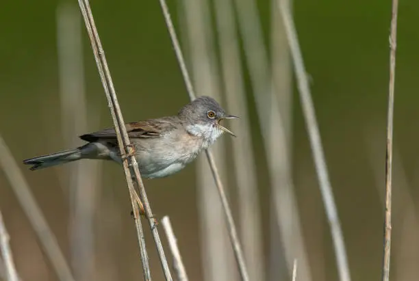 Singing common whitethroat (Curruca communis) perching on dry blades of grass.