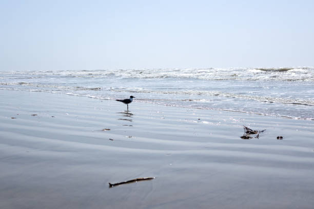 Bird at the edge of the seawater