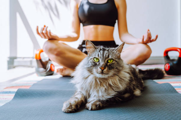istock Sports training at home with pets 1401198545