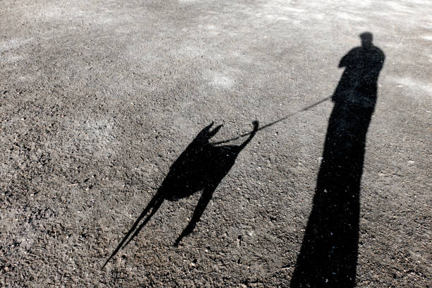 istock The shadow of a person walking their dog 1401199420