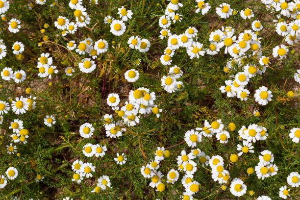 margaritas, pequeñas flores blancas con un centro amarillo, comúnmente llamadas la margarita alemana. uno de los colores populares. - german chamomile drink chamomile plant chamomile fotografías e imágenes de stock