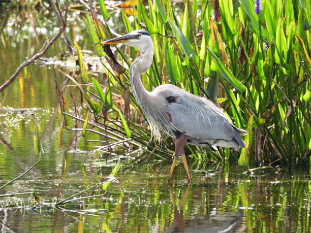 istock Great Blue Heron (Ardea herodias) -  surrounded by water plants 1401201861