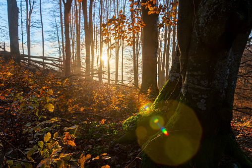 Magic light in the forest. Old forest with trees covered by moss and golden sun rays in autumn.