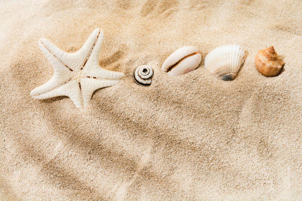 istock Sea shells and star on sand with shadow of tropic palm. Copy space 1401205536