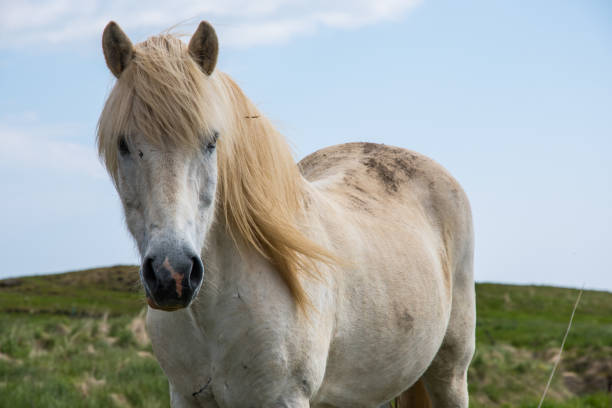 istock White horse in the Icelandic landscape 1401205727
