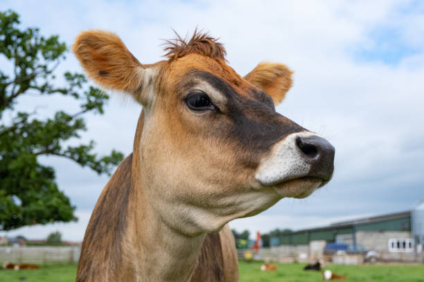 イギリスの農場の牛の広角肖像画 - staffordshire ストックフォトと画像