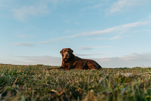 Affectionate Chocolate Labrador Retriever looking away while relaxing on grassy field against sky
