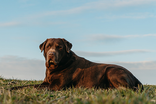 Chocolate Labrador Retriever looking away while resting on grassy field against sky