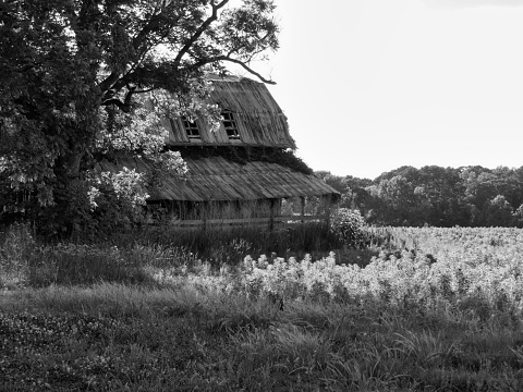 A farm landscape of a vintage wooden barn by shady trees in NC in black and white. Rural farm noir.
