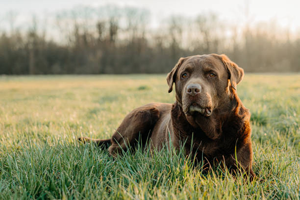 Adorable yellow Labrador Retriever dog with a chain collar posing outdoors lying down in a green grass with yellow dandelion flowers in spring
