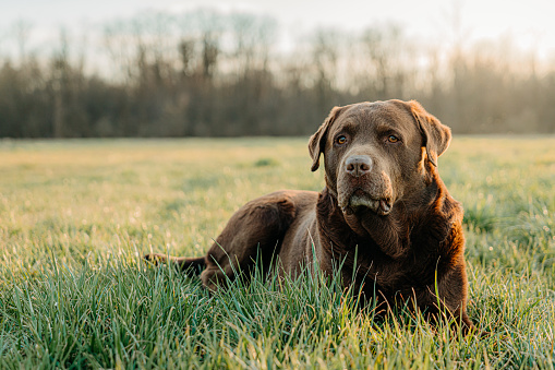 Calm Chocolate Labrador Retriever relaxing on grassy field against forest during sunny day