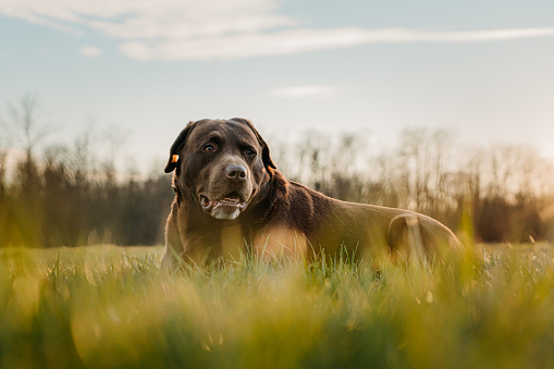 Chocolate Labrador Retriever looking away while standing on grassy field against sky