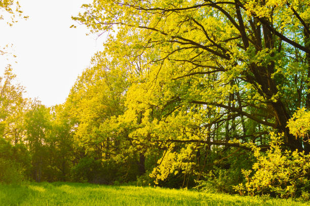 Abstract image of lonely tree in winter without leaves on snow, in spring without leaves on grass, in summer on grass with green foliage and autumn with red-yellow leaves as symbol of four seasons