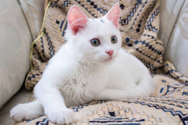 istock White baby kitten with rose ears lying on pillow 1401207849