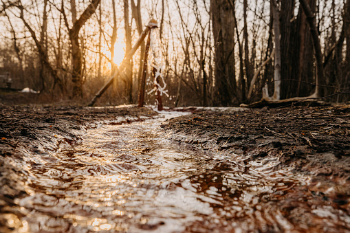 Close-up of stream flowing amidst bare trees at forest in Petanjski Springs during sunset