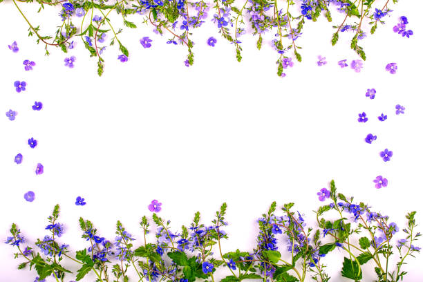 istock Frame of blue wildflowers on a white background, copy space 1401207925