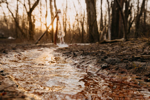 Close-up of stream flowing from water pump amidst bare trees at forest in Petanjski Springs during sunset