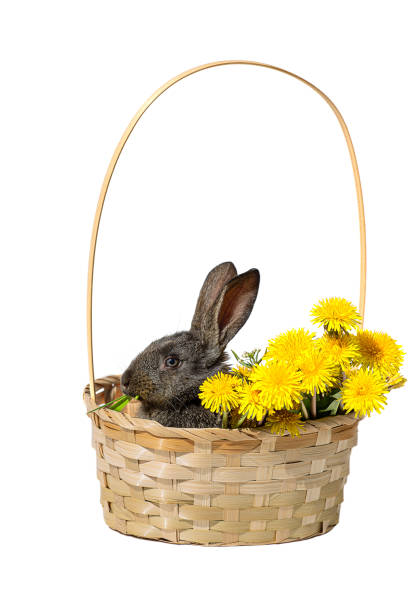 A small black rabbit sits in a wicker basket with yellow dandelions, close-up, isolated on a white background