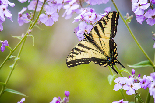 Papilio canadensis, the Canadian tiger swallowtail, is a species of butterfly in the family Papilionidae. It was once classified as a subspecies of Papilio glaucus.