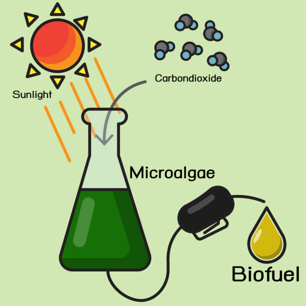 Defatted Microalgae Icon 90+ Microalgae Stock Illustrations, Royalty-Free Vector Graphics & Clip ...