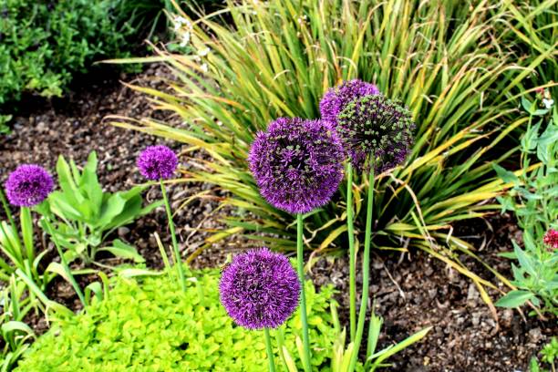 istock Giant Purple Globe Alliums 1401209027