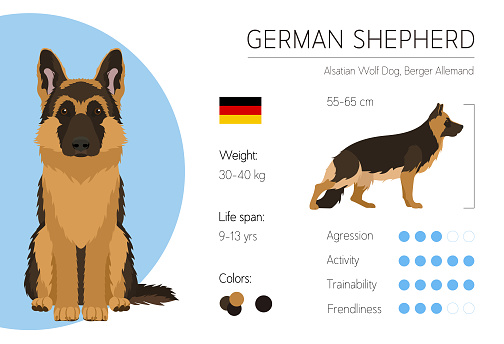 Dog breed infographic. German Shepherd