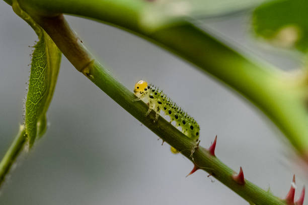 istock A sawfly caterpillar eating a rose bush 1401211136