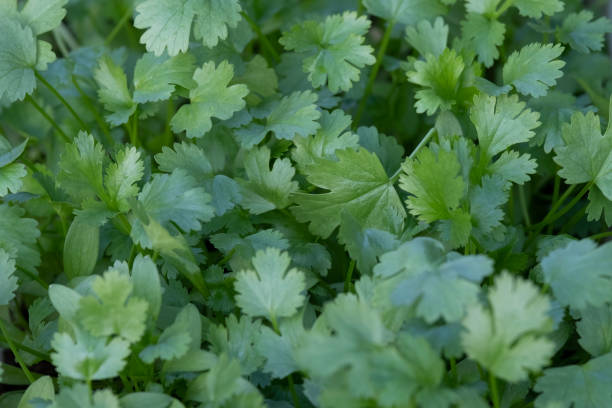 istock background of greenery herbs coriander in the tray 1401212456