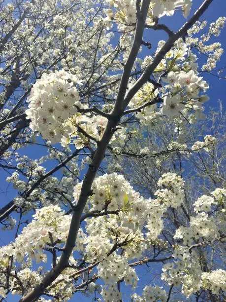 Beautiful white spring tree blossoms against a bright blue sky