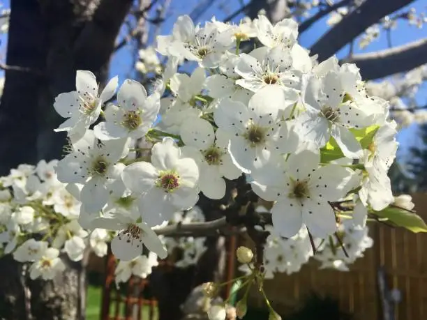 Springtime white tree blossoms close up