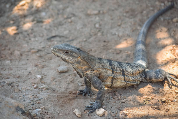 istock Brown Iguana with long tail, walking on dry land. 1401214349