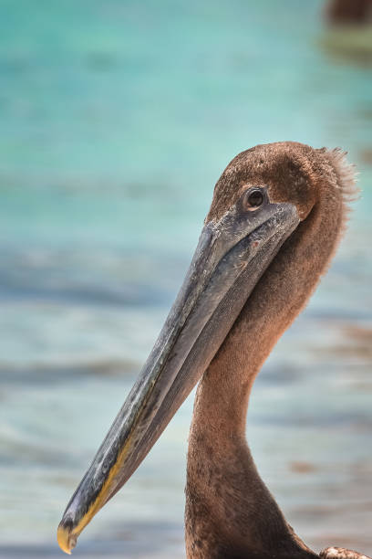 istock Head of a Pelican from up close. 1401214436