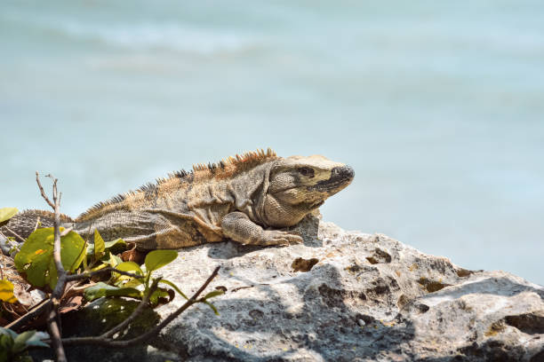 istock Iguana in the sun, on some rocks. 1401214457