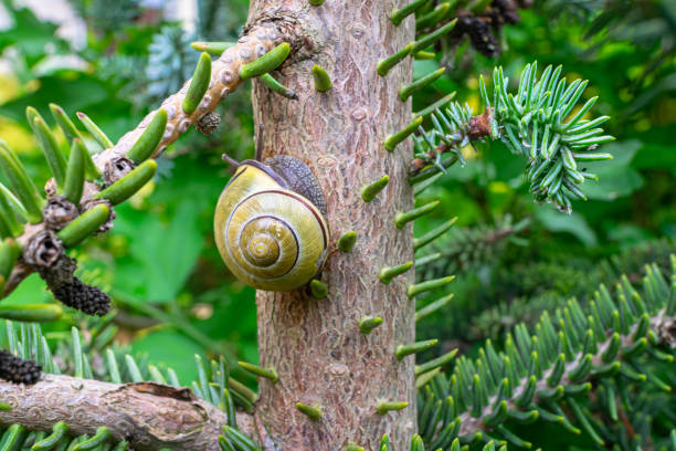 A snail crawls along the trunk of a fir tree on a wet spring day.