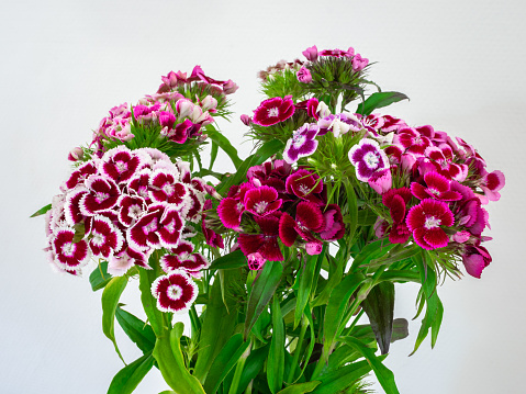 Colorful purple flowers of Sweet William (Dianthus barbatus) against a white background.