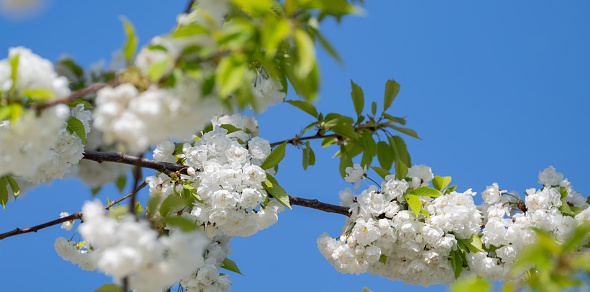 Twig of cherry tree with white blossoms in sunlight and blue sky