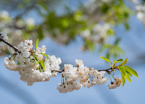 Twig of cherry tree with white blossoms in sunlight and blue sky