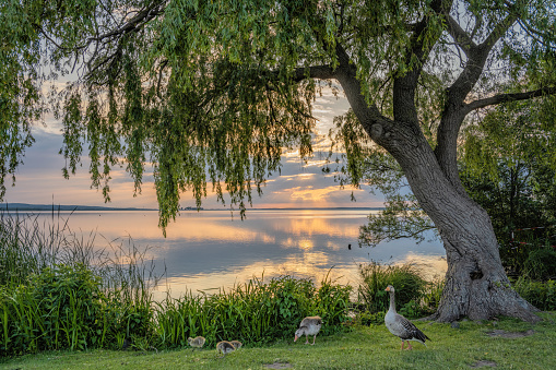 Weeping willow and gray geese at lake with beautiful cloudscape at dusk. Location: Lake Steinhuder Meer, Lower Saxony, Germany.